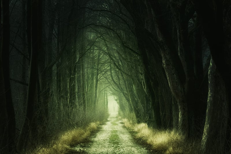 Dark Forest