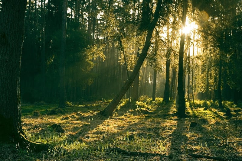 Enigmatic Forest